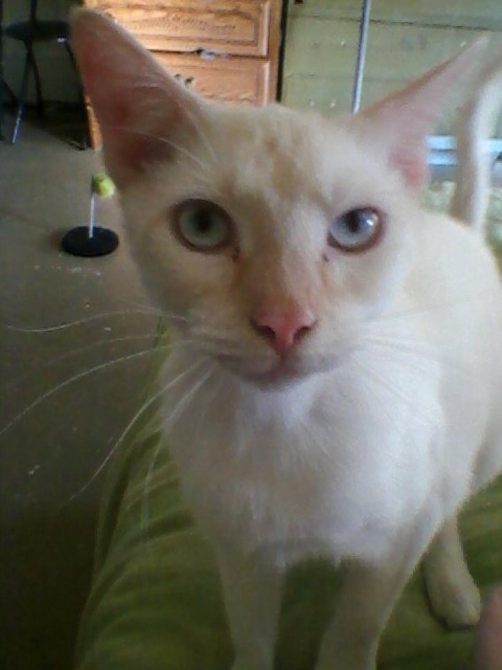 Picture of a cat / kitten / feline