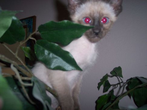 Picture of a cat / kitten / feline