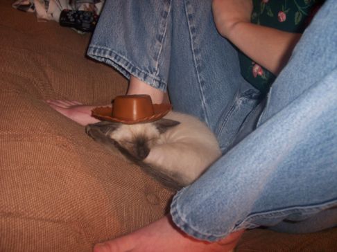 Picture of a cat / kitten / feline