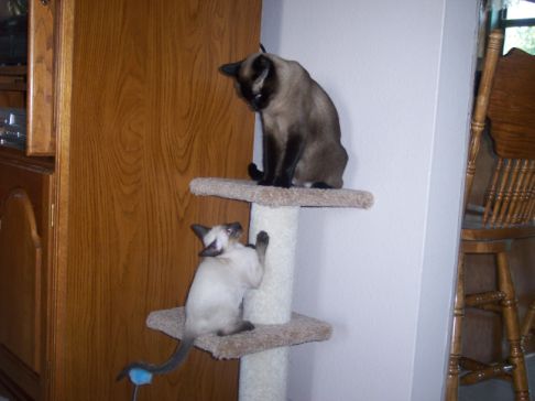 Picture of a cat / kitten / feline