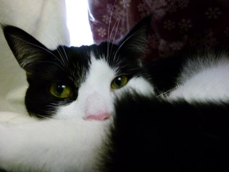 Picture of a cat / kitten / feline