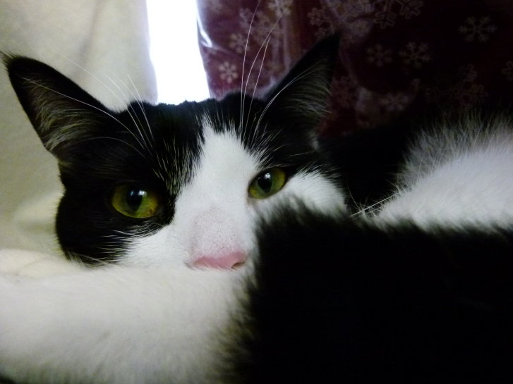 Picture of a cat / kitten / feline