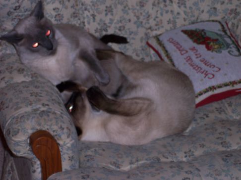 Picture of a cat / kitten / feline