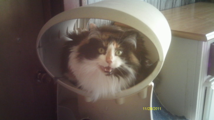 Picture of a cat / kitten / feline