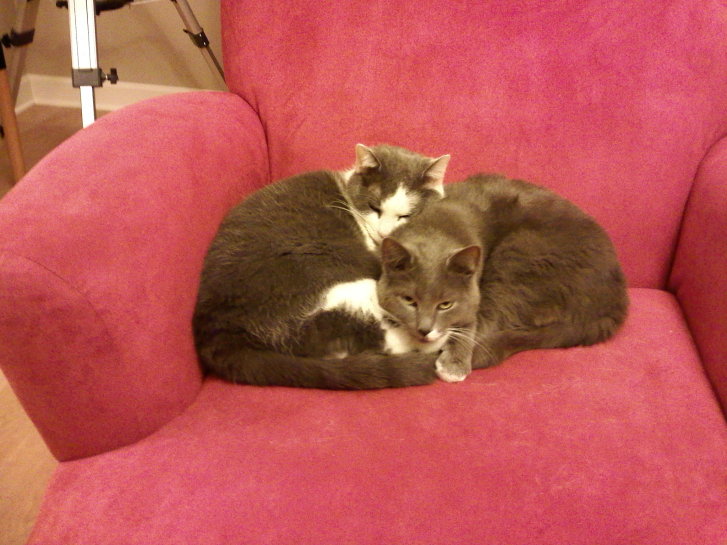 Picture of a cat / kitten / feline