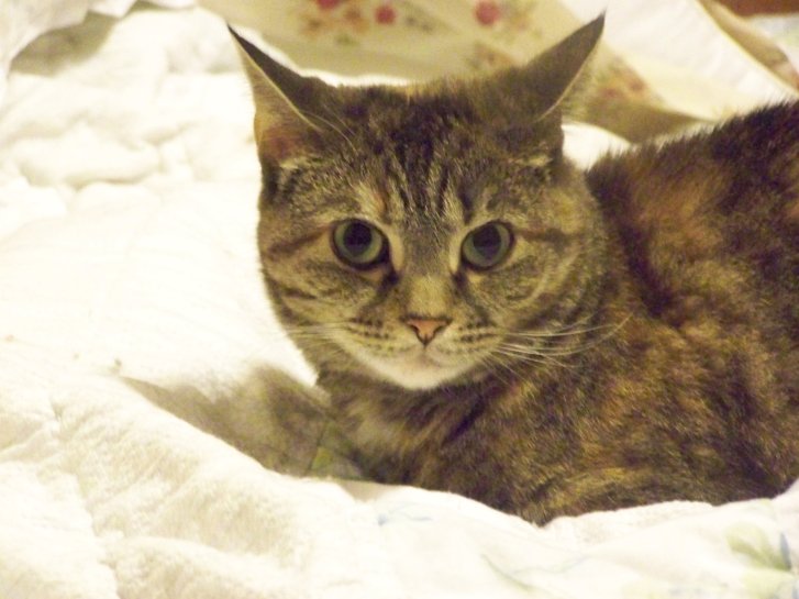 Picture of a cat / kitten / feline