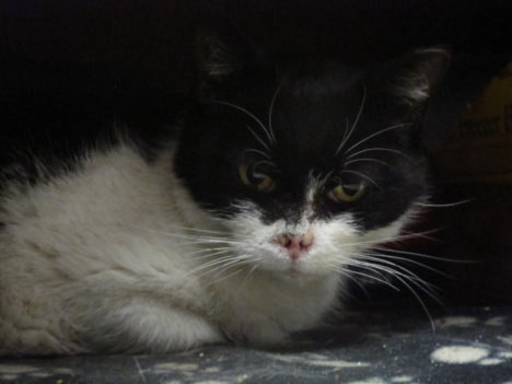 Picture of a cat / kitten / feline