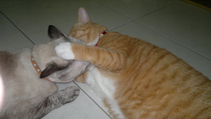 Picture of a cat / kitten / feline