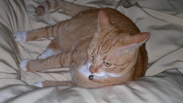 Picture of a cat / kitten / feline