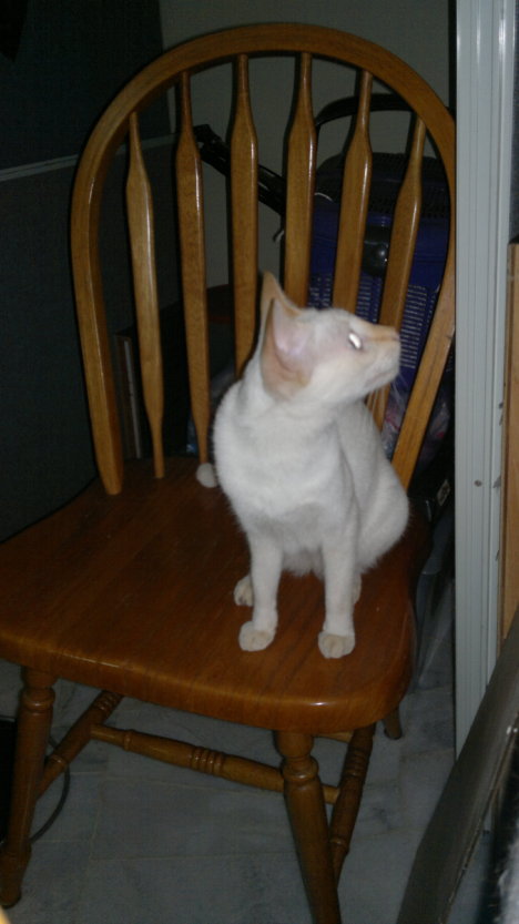 Picture of a cat / kitten / feline