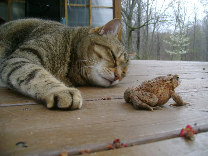 Picture of a cat / kitten / feline