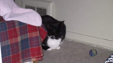 Picture of a cat / kitten / feline