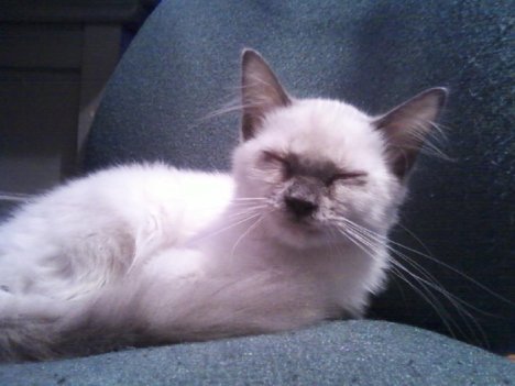 Picture of a cat / kitten / feline