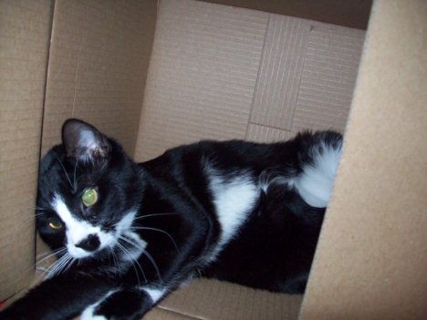 Picture of a cat / kitten / feline