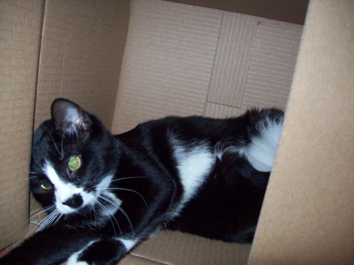 Picture of a cat / kitten / feline