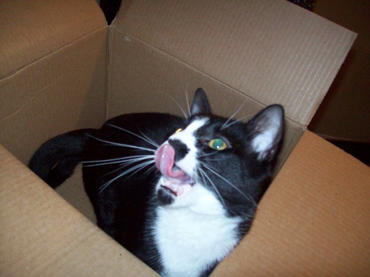 Picture of a cat / kitten / feline