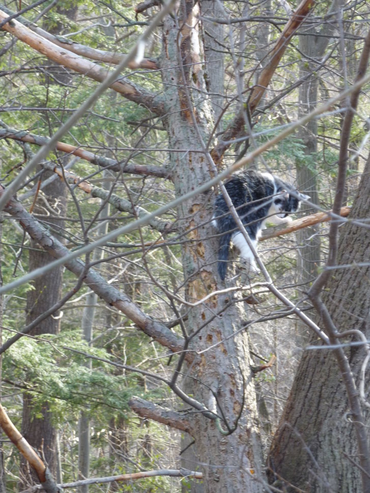 Picture of a cat / kitten / feline