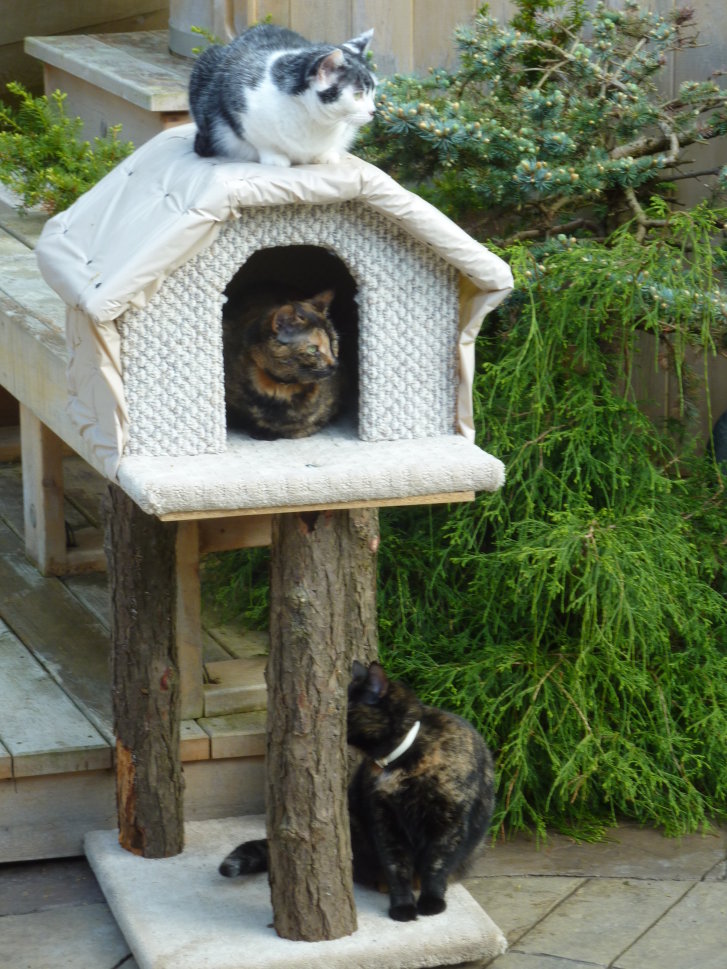 Picture of a cat / kitten / feline