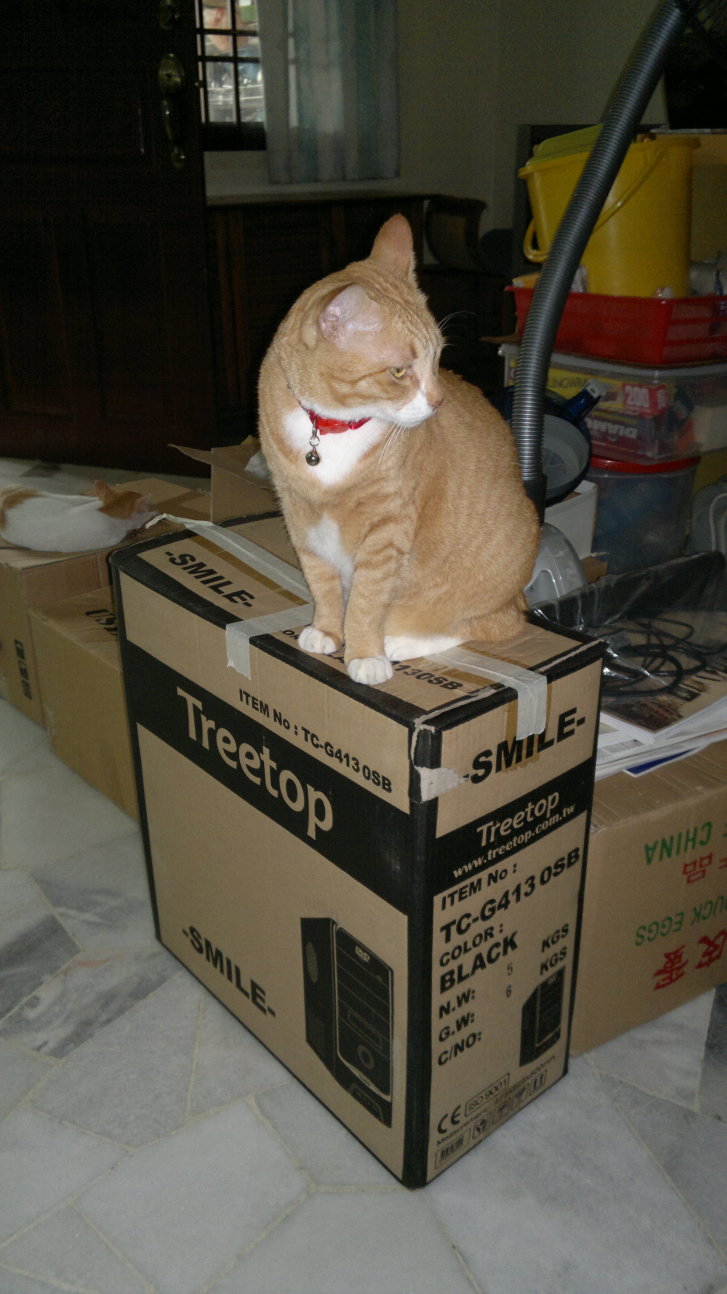 Picture of a cat / kitten / feline