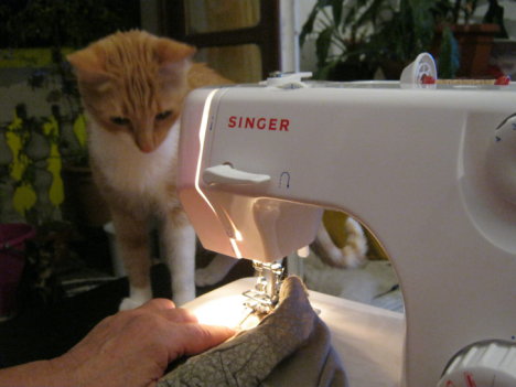 Picture of a cat / kitten / feline