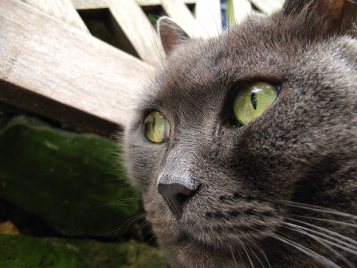 Picture of a cat / kitten / feline