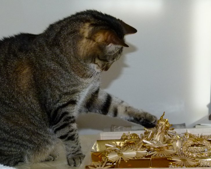 Picture of a cat / kitten / feline