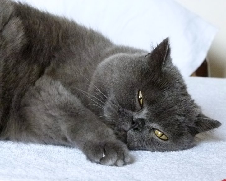 Picture of a cat / kitten / feline