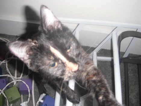 Picture of a cat / kitten / feline