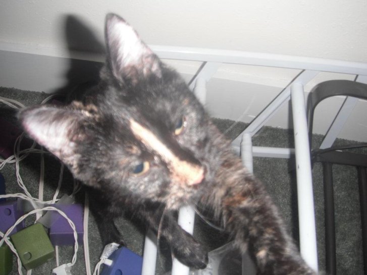 Picture of a cat / kitten / feline