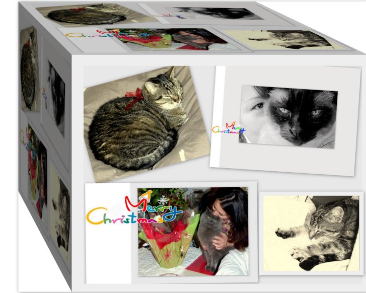 Picture of a cat / kitten / feline