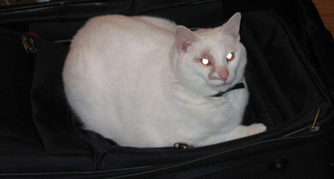 Picture of a cat / kitten / feline