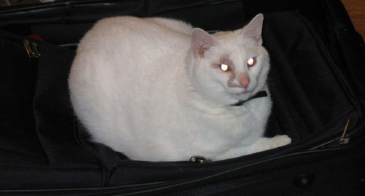 Picture of a cat / kitten / feline