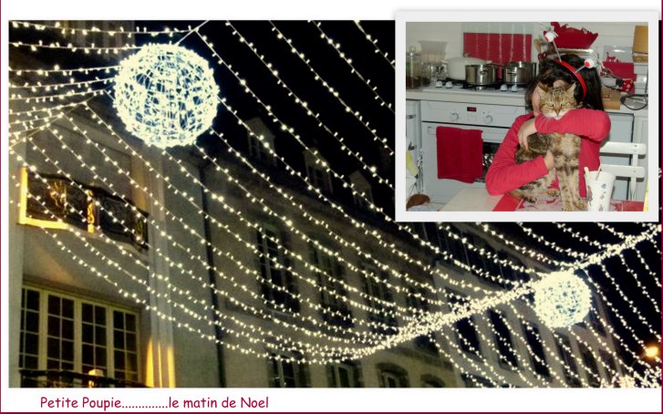 Picture of a cat / kitten / feline