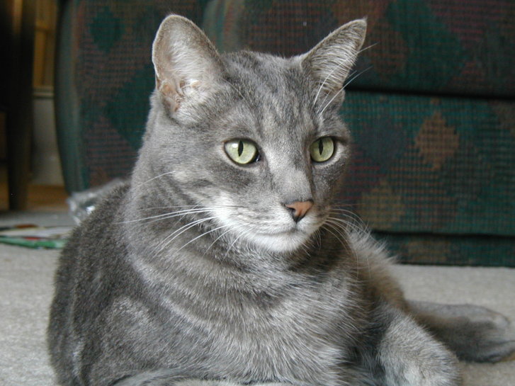 Picture of a cat / kitten / feline