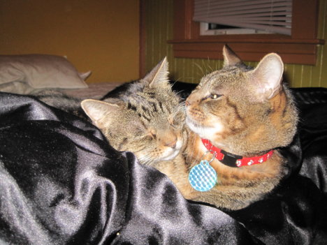 Picture of a cat / kitten / feline