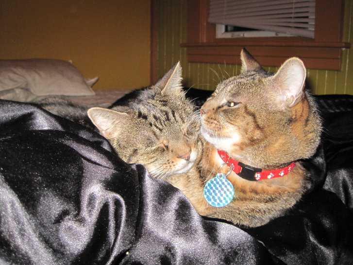 Picture of a cat / kitten / feline