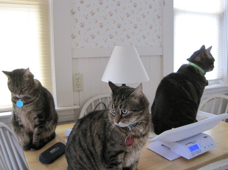 Picture of a cat / kitten / feline