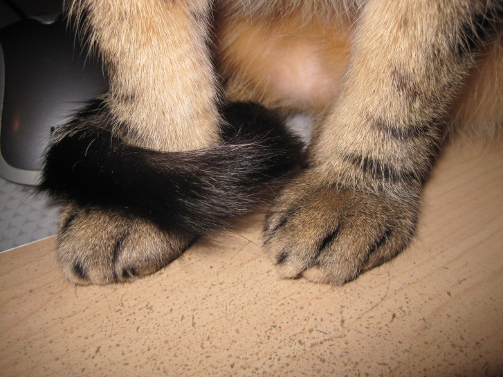 Picture of a cat / kitten / feline