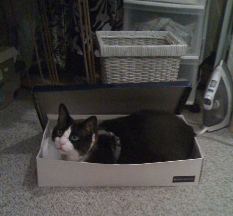 Picture of a cat / kitten / feline