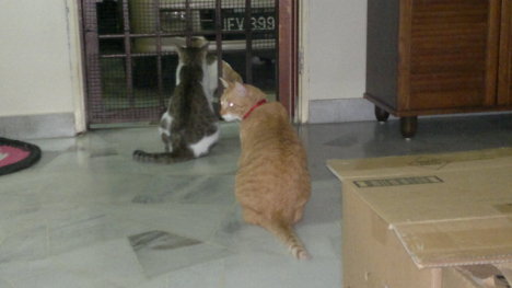 Picture of a cat / kitten / feline