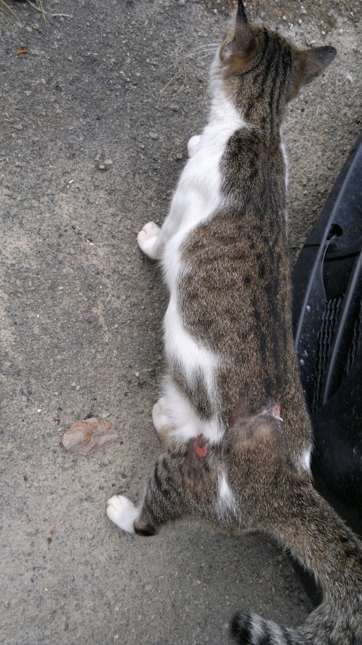 Picture of a cat / kitten / feline