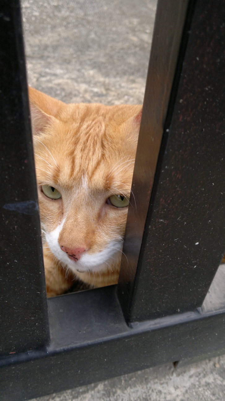 Picture of a cat / kitten / feline