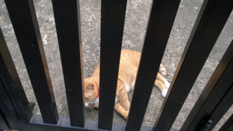 Picture of a cat / kitten / feline