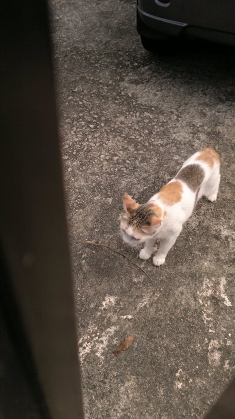 Picture of a cat / kitten / feline