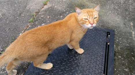 Picture of a cat / kitten / feline