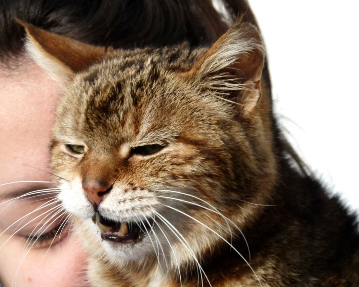 Picture of a cat / kitten / feline