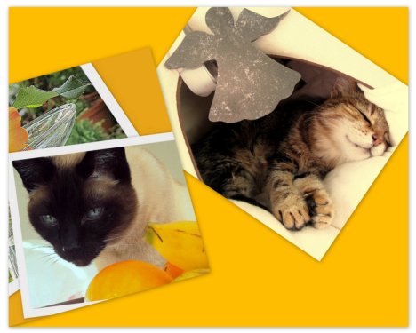 Picture of a cat / kitten / feline