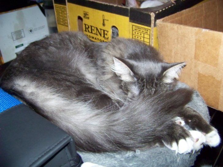 Picture of a cat / kitten / feline