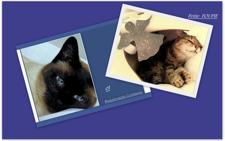 Picture of a cat / kitten / feline