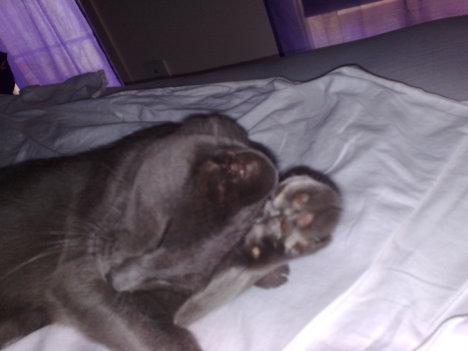 Picture of a cat / kitten / feline